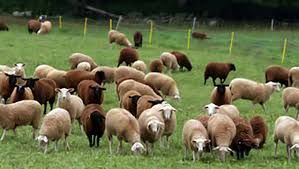 طرح «هویت‌دار کردن دام» در سمنان ضروری است