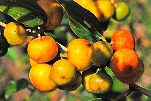  ۷ رقم کنار پیوندی معرفی شد 