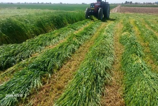 برداشت قصیل جو در شهرستان گرمسار