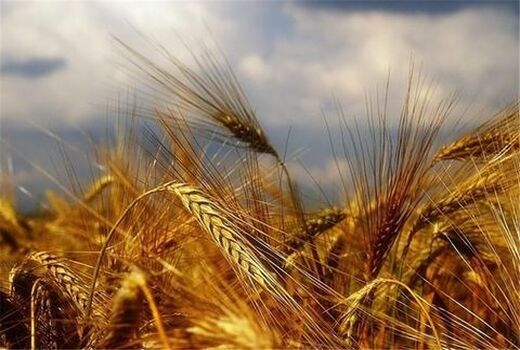 پبش‌بینی تولید ۵۲ هزار تن گندم در استان هرمزگان