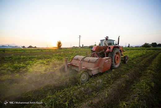 توزیع روزانه ۶۰۰ دستگاه تراکتور در بین کشاورزان 