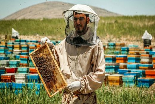 هفت هزار و 500 تن تولید عسل استان اصفهان 