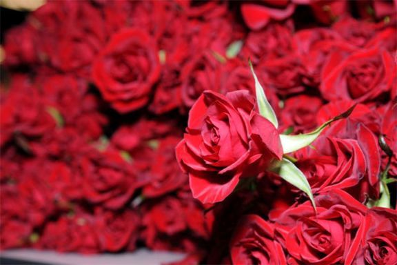 کیفیت بالای تولید گل در بام ایران