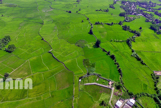 کشت برنج در ایران 1