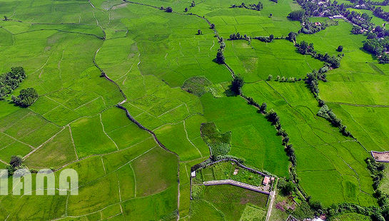 کشت برنج در ایران 1