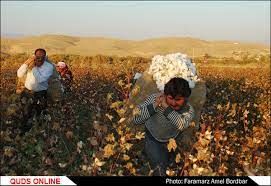 برداشت سنتی پنبه از مشکلات پیش رو کشاورزان خراسان شمالی