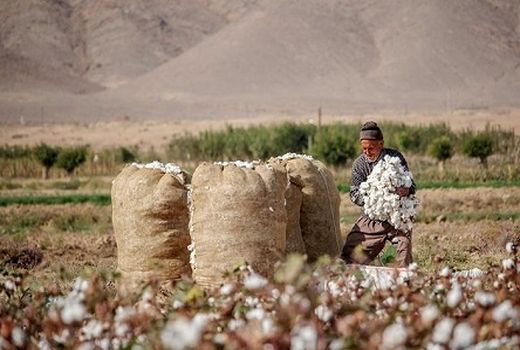 کارخانه های پنبه به اتحادیه تعاونی های کشاورزی پنبه و دانه های روغنی واگذار شود