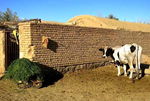 هدررفت ۱۰ درصدی خوراک دام در گاوداری‌ها؛ ظرفیت پنهان برای افزایش تولید