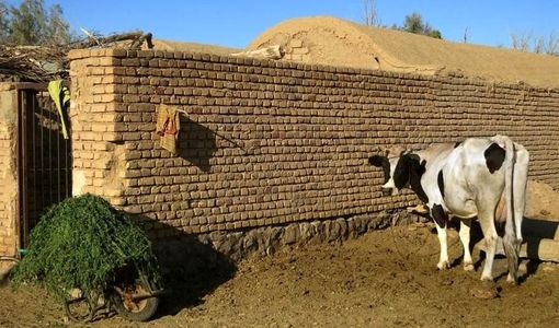هدررفت ۱۰ درصدی خوراک دام در گاوداری‌ها؛ ظرفیت پنهان برای افزایش تولید