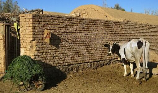 هدررفت ۱۰ درصدی خوراک دام در گاوداری‌ها؛ ظرفیت پنهان برای افزایش تولید