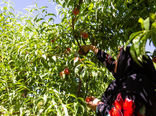 سطح زیرکشت باغ‌های هلو و شلیل ابرکوه ۲۰ هکتار کاهش یافت