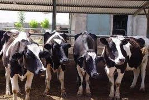 واگذاری 6 هزار مترمربع اراضی ملی در ماهشهر