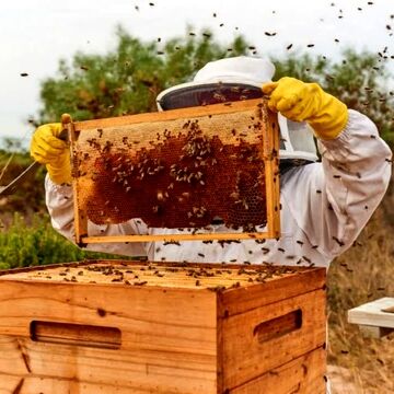 شجاعت در «کلنیِ» مدیریت؛ آیا فرشته‌ نجاتِ زنبورها از راه رسیده است؟
