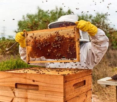 شجاعت در «کلنیِ» مدیریت؛ آیا فرشته‌ نجاتِ زنبورها از راه رسیده است؟