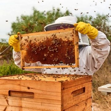 شجاعت در «کلنیِ» مدیریت؛ آیا فرشته‌ نجاتِ زنبورها از راه رسیده است؟