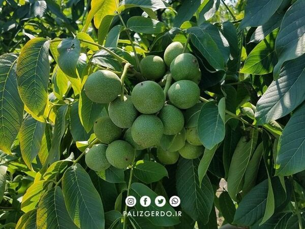 تائید چهار رقم برتر گردو برای توسعه کشت در خراسان شمالی  