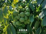 تائید چهار رقم برتر گردو برای توسعه کشت در خراسان شمالی  