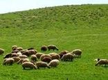 مدیریت چرای دام در مراتع میانبند استان تهران آغاز شد