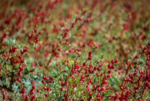 پیش‌بینی برداشت ۳۰۰ کیلوگرم چای ترش از مزارع خوسف