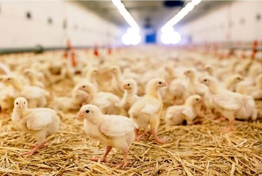 بیضا دومین تامین کننده مرغ استان فارس