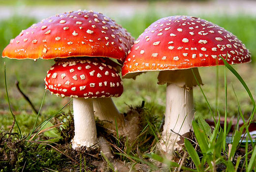 قارچ‌های سمی هیچ پادزهری ندارند