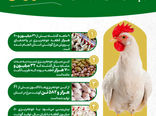 اینفوگرافیک | تولید گوشت مرغ در قزوین و پیش بینی افزایش تا 100 هزار تن 