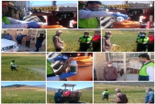  مبارزه با سن گندم در شهرستان بدره انجام شد