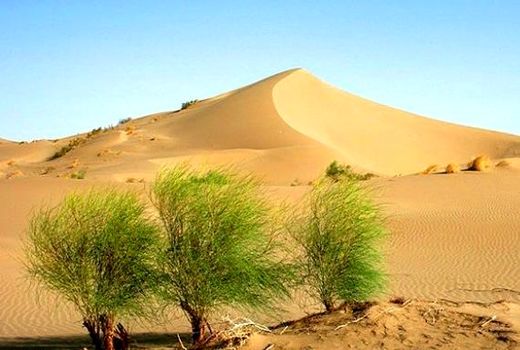 ۳۵ هزار هکتار از بیابان‌های کشور نهالکاری شد