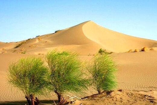 ۳۵ هزار هکتار از بیابان‌های کشور نهالکاری شد