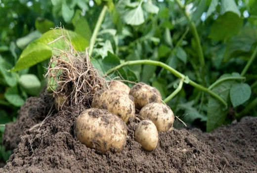 سیب‌زمینی‌ تولیدی چهارمحال و بختیاری فاقد نیترات است