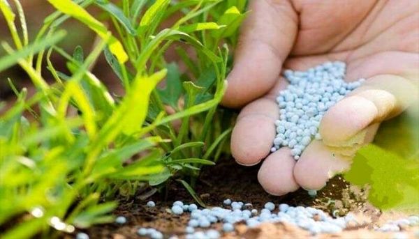 کنترل کیفی کودهای شیمیایی در استان بوشهر انجام میشود