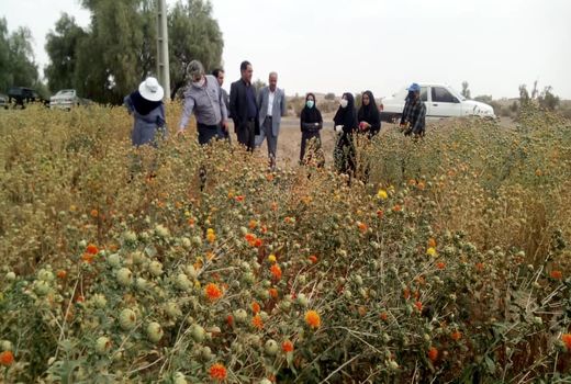 پیش‌بینی برداشت 375 تن دانه روغنی گلرنگ از مزارع استان کرمان در سال جاری