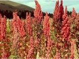 کشت آزمایشی گیاه کینوا برای اولین بار در شهرستان زرند