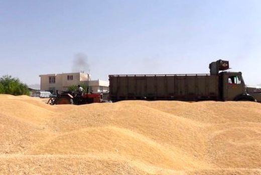 امسال نیازی به واردات گندم و شکر نداریم
