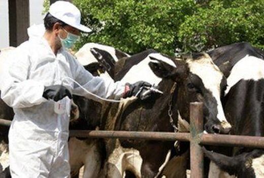 واکسیناسیون بیش از ۲ میلیون دام در چهارمحال و بختیاری