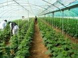توسعه 600 هکتاری کشت های گلخانه ای در سیستان و بلوچستان