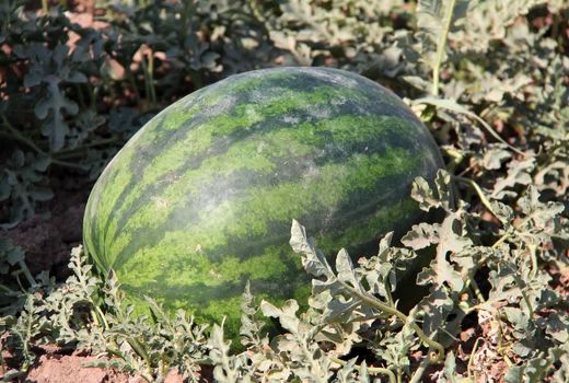 آغاز برداشت هندوانه دیم از مزارع شریف‌آباد شهرستان البرز