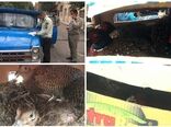 کشف محموله غیرمجاز حامل پرنده‌های وحشی در جنوب شرق استان تهران