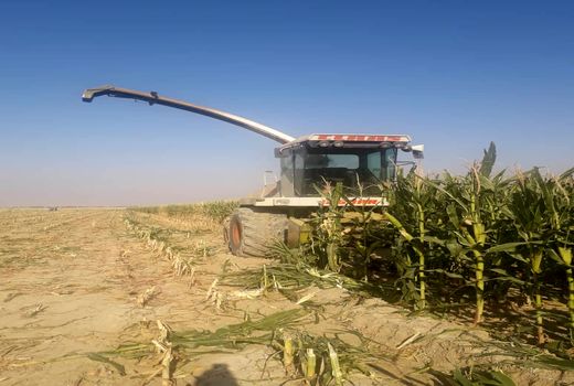 برداشت ذرت علوفه ای در شهرستان مهران آغاز شد.