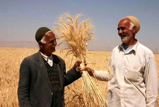 پرداخت 795 میلیارد ریال از  مطالبات کشاورزان 