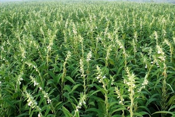 حفظ منابع زیر زمینی در حمیدیه با کشت کنجد