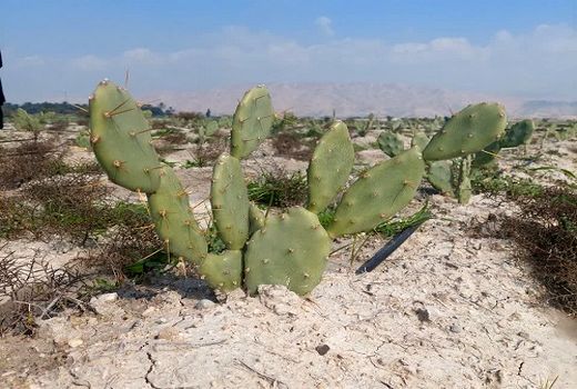 کاشت اپونتیا برای اولین بار در کازرون