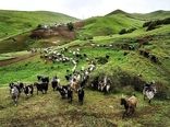 جایگاه درخشان دامپروری ماسال در گیلان
