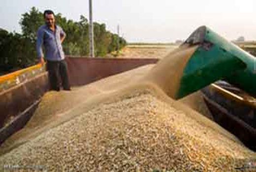خرید تضمینی 61 هزار تن گندم از بهره برداران در سال جهش تولید