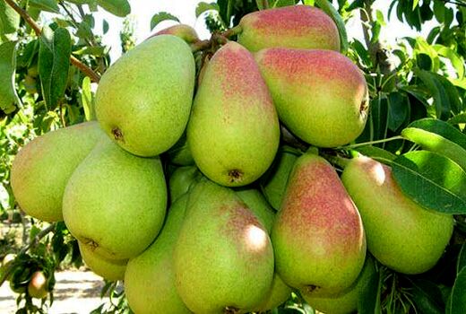 امسال بیش از ۴ هزار تن گلابی از باغات آذربایجان‌غربی برداشت می‌شود