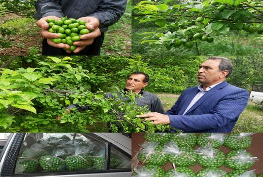 آغاز برداشت نوبرانه گوجه سبز در شهرستان سرپلذهاب
