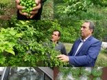 آغاز برداشت نوبرانه گوجه سبز در شهرستان سرپلذهاب