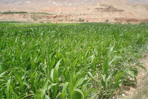 افزایش ۵۰ درصدی کشت گیاهان علوفه‌ای کم آب بر در آذربایجان غربی 