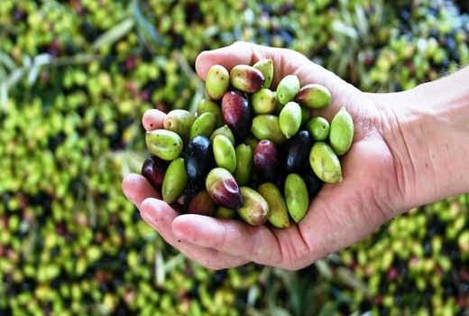 ارقام مختلف زیتون در نهبندان