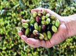 ارقام مختلف زیتون در نهبندان